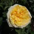 Kép 1/3 - Rosa 'Golden Tower®' - sárga - teahibrid rózsa