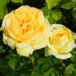 Kép 2/3 - Rosa 'Golden Tower®' - sárga - teahibrid rózsa