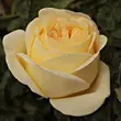 Kép 3/3 - Rosa 'Golden Tower®' - sárga - teahibrid rózsa