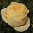 Rosa 'Golden Tower®' - sárga - teahibrid rózsa