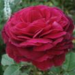 Kép 1/3 - Rosa 'Proper Job' - rózsaszín - teahibrid rózsa
