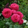Rosa 'Proper Job' - rózsaszín - teahibrid rózsa