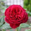 Kép 3/3 - Rosa 'Proper Job' - rózsaszín - teahibrid rózsa
