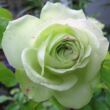 Kép 1/3 - Rosa 'Lovely Green™' - fehér - virágágyi floribunda rózsa