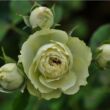 Kép 2/3 - Rosa 'Lovely Green™' - fehér - virágágyi floribunda rózsa