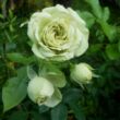 Kép 3/3 - Rosa 'Lovely Green™' - fehér - virágágyi floribunda rózsa