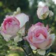 Rosa 'Honoré de Balzac®' - rózsaszín - fehér - virágágyi floribunda rózsa