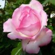 Kép 3/3 - Rosa 'Honoré de Balzac®' - rózsaszín - fehér - virágágyi floribunda rózsa