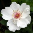 Kép 1/3 - Rosa 'Jacqueline du Pré™' - fehér - virágágyi floribunda rózsa