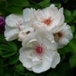 Rosa 'Jacqueline du Pré™' - fehér - virágágyi floribunda rózsa