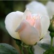 Kép 3/3 - Rosa 'Jacqueline du Pré™' - fehér - virágágyi floribunda rózsa
