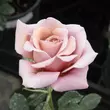 Kép 1/3 - Rosa 'Koko Loco™' - barna - virágágyi floribunda rózsa