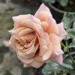 Rosa 'Koko Loco™' - barna - virágágyi floribunda rózsa