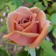 Kép 3/3 - Rosa 'Koko Loco™' - barna - virágágyi floribunda rózsa