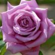 Kép 1/3 - Rosa 'Mamy Blue™' - lila - teahibrid rózsa