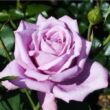 Kép 2/3 - Rosa 'Mamy Blue™' - lila - teahibrid rózsa
