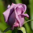 Rosa 'Mamy Blue™' - lila - teahibrid rózsa