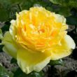 Kép 1/3 - Rosa 'Souvenir de Marcel Proust™' - sárga - teahibrid rózsa