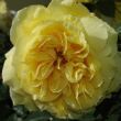 Rosa 'Souvenir de Marcel Proust™' - sárga - teahibrid rózsa