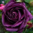 Kép 1/3 - Rosa 'Minerva™' - lila - virágágyi floribunda rózsa