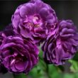 Kép 2/3 - Rosa 'Minerva™' - lila - virágágyi floribunda rózsa