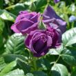 Rosa 'Minerva™' - lila - virágágyi floribunda rózsa