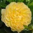 Kép 1/3 - Rosa 'Molineux' - sárga - angol rózsa