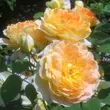 Kép 2/3 - Rosa 'Molineux' - sárga - angol rózsa