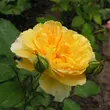 Kép 3/3 - Rosa 'Molineux' - sárga - angol rózsa