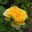 Rosa 'Molineux' - sárga - angol rózsa