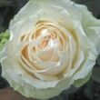 Kép 1/3 - Rosa 'Mythos' - fehér - teahibrid rózsa