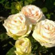 Rosa 'Mythos' - fehér - teahibrid rózsa