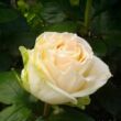 Rosa 'Mythos' - fehér - teahibrid rózsa