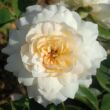 Kép 1/3 - Rosa 'Nadine Xella-Ricci™' - sárga - virágágyi floribunda rózsa