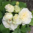Rosa 'Nadine Xella-Ricci™' - sárga - virágágyi floribunda rózsa
