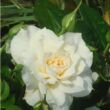 Rosa 'Nadine Xella-Ricci™' - sárga - virágágyi floribunda rózsa