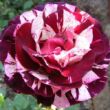 Kép 1/3 - Rosa 'New Imagine™' - lila - fehér - virágágyi floribunda rózsa