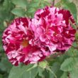 Kép 2/3 - Rosa 'New Imagine™' - lila - fehér - virágágyi floribunda rózsa