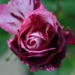 Kép 3/3 - Rosa 'New Imagine™' - lila - fehér - virágágyi floribunda rózsa