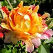 Kép 1/3 - Rosa 'Nimet™' - vörös - sárga - virágágyi grandiflora rózsa