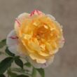 Kép 2/3 - Rosa 'Nimet™' - vörös - sárga - virágágyi grandiflora rózsa