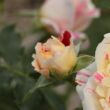 Kép 3/3 - Rosa 'Nimet™' - vörös - sárga - virágágyi grandiflora rózsa