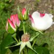 Rosa 'Occhi di Fata' - fehér - rózsaszín - virágágyi floribunda rózsa