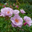 Kép 2/3 - Rosa 'Odyssey™' - rózsaszín - virágágyi floribunda rózsa