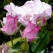 Rosa 'Odyssey™' - rózsaszín - virágágyi floribunda rózsa
