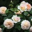 Kép 2/3 - Rosa 'Perdita' - sárga - angol rózsa