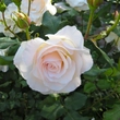 Kép 3/3 - Rosa 'Perdita' - sárga - angol rózsa