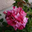 Rosa 'Purple Tiger™' - rózsaszín - virágágyi floribunda rózsa