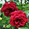 Kép 2/3 - Rosa 'Red Parfum™' - vörös - climber, futó rózsa