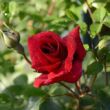 Rosa 'Red Parfum™' - vörös - climber, futó rózsa